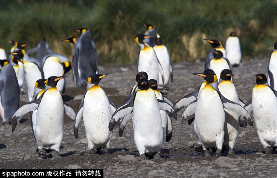 企鵝家族中的“大個(gè)頭” 帝企鵝晃頭晃腦超可愛(ài)