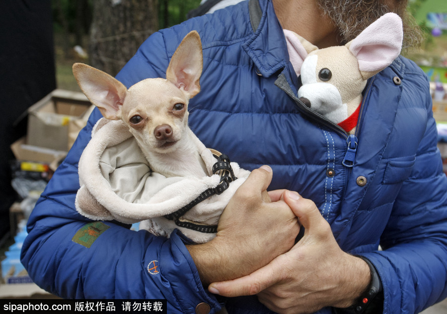 烏克蘭基輔舉行狗狗慈善跑 現場賣萌大比拼