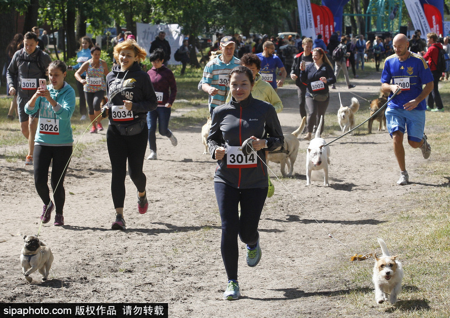 烏克蘭基輔舉行狗狗慈善跑 現(xiàn)場(chǎng)賣(mài)萌大比拼