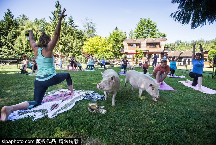 和諧！加拿大一農場內民眾練瑜伽 四只豬自由穿梭