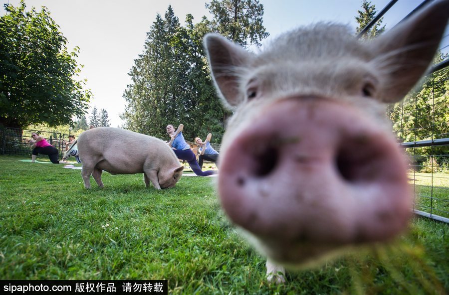 和諧！加拿大一農場內民眾練瑜伽 四只豬自由穿梭