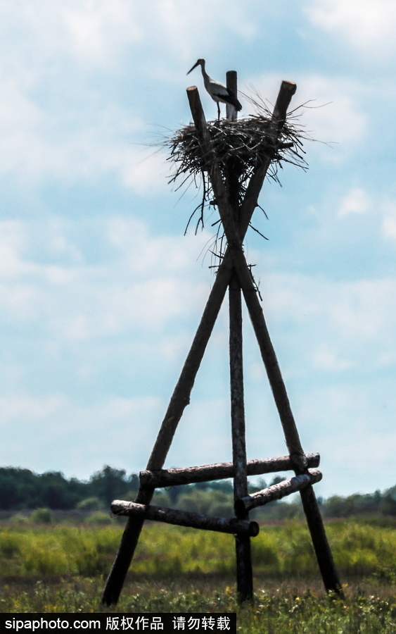 遠離塵囂的動物棲息地 探訪俄羅斯別廖佐夫斯基自然保護區