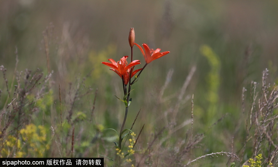 遠離塵囂的動物棲息地 探訪俄羅斯別廖佐夫斯基自然保護區