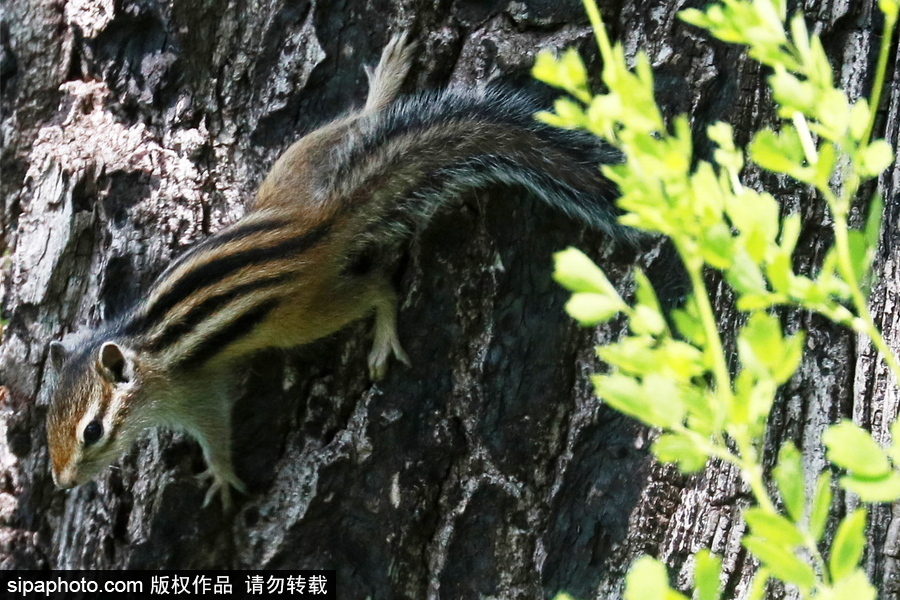 遠(yuǎn)離塵囂的動物棲息地 探訪俄羅斯別廖佐夫斯基自然保護(hù)區(qū)