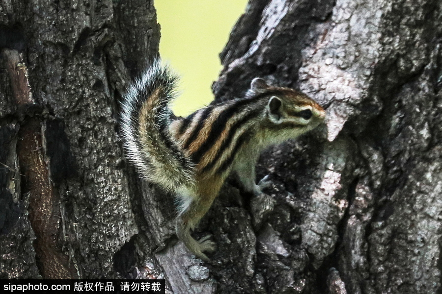 遠離塵囂的動物棲息地 探訪俄羅斯別廖佐夫斯基自然保護區