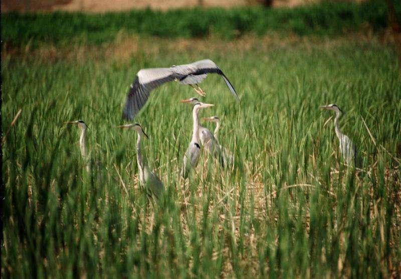 綠洲的世界奇跡：庫布其治沙創造5千億生態財富