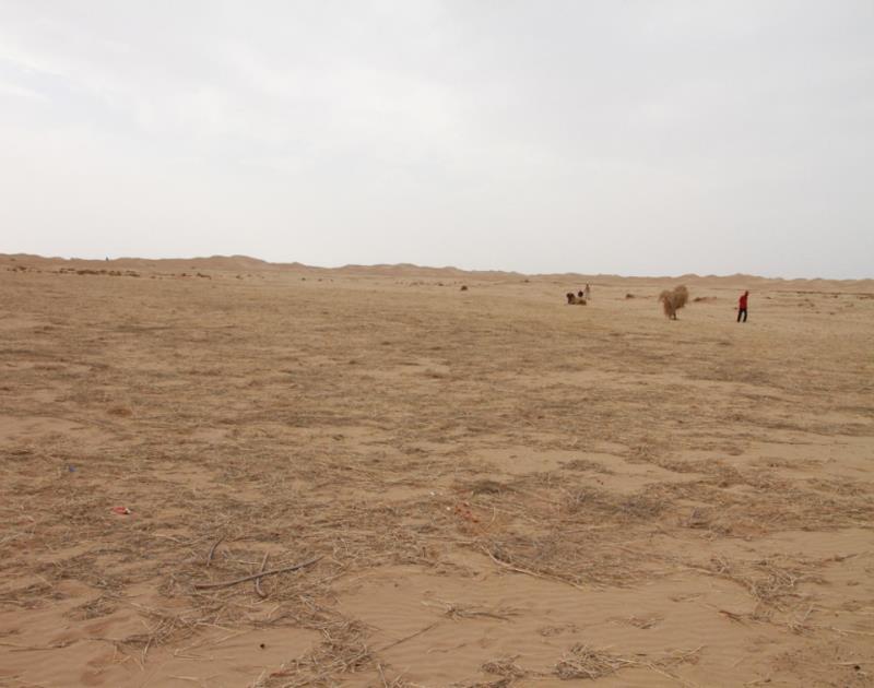 綠洲的世界奇跡：庫布其治沙創造5千億生態財富