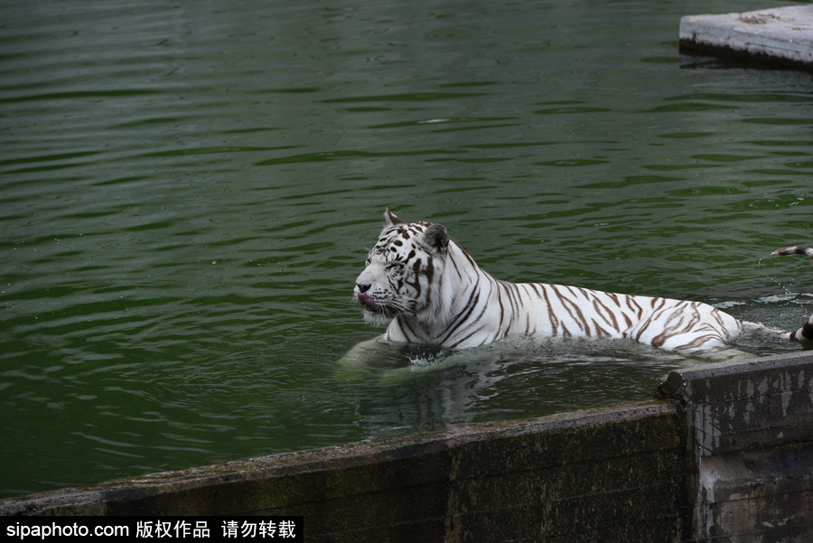 天氣熱得老虎也坐不住了！西班牙馬德里動(dòng)物園猛虎水中避暑