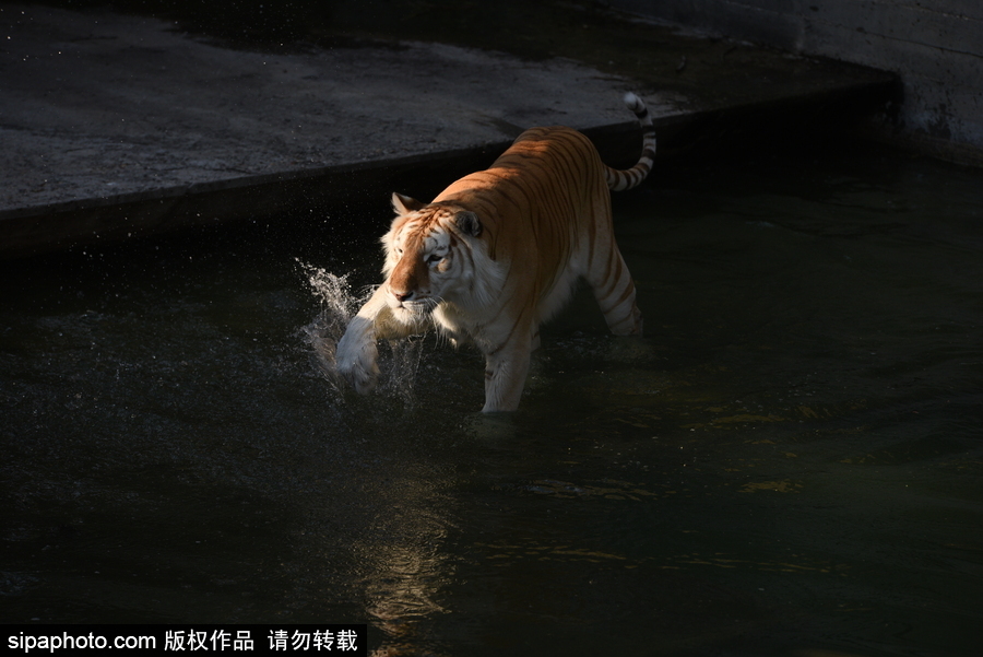 天氣熱得老虎也坐不住了！西班牙馬德里動物園猛虎水中避暑