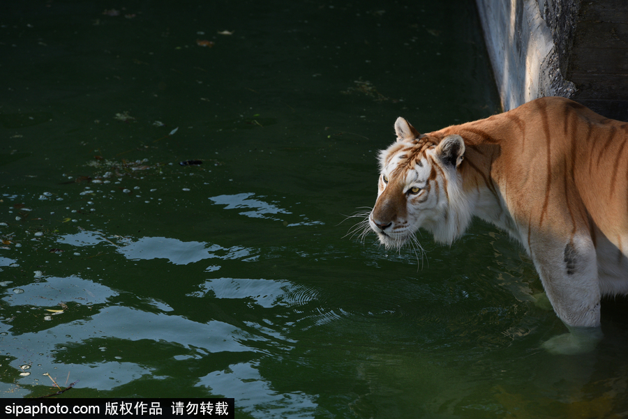 天氣熱得老虎也坐不住了！西班牙馬德里動(dòng)物園猛虎水中避暑