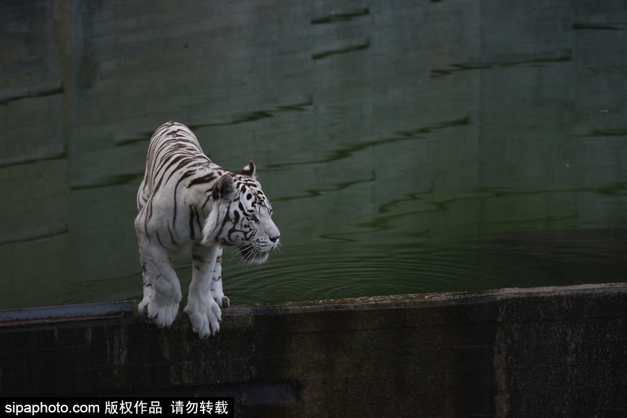 天氣熱得老虎也坐不住了！西班牙馬德里動物園猛虎水中避暑