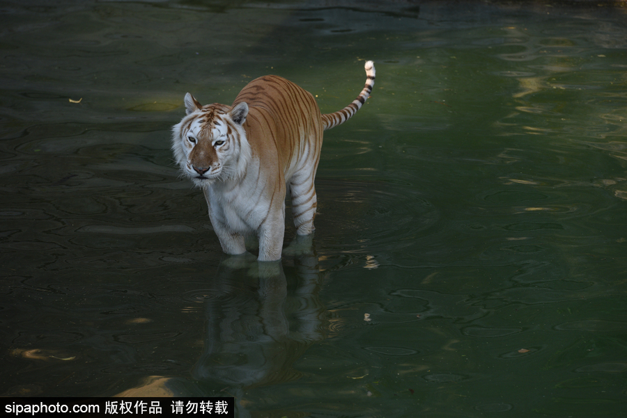 天氣熱得老虎也坐不住了！西班牙馬德里動物園猛虎水中避暑