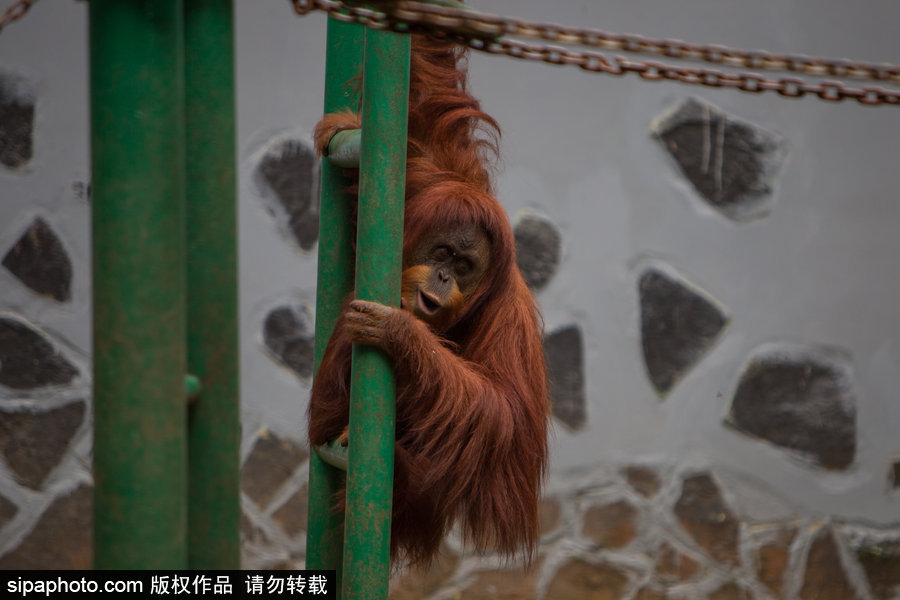 呆萌滑稽 印尼雅加達紅毛猩猩傻傻惹人愛！