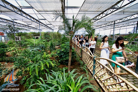 【風(fēng)從海上來·改革進行時】從土村到莊園 濟南吳家村以藥香助貧困戶抱團小康