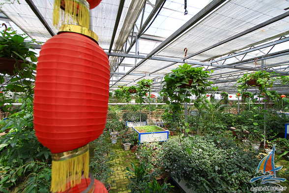 【風(fēng)從海上來·改革進行時】從土村到莊園 濟南吳家村以藥香助貧困戶抱團小康