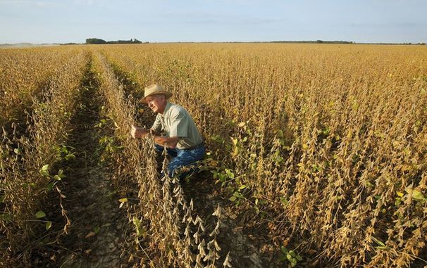貿易戰讓愛荷華州大豆成為受害者，到底怪誰？！這州網友齊吐槽