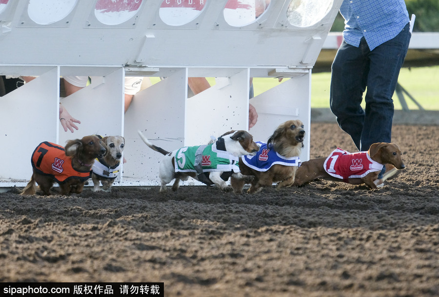 另類速度與激情！第23屆美國年度賽狗大會開幕