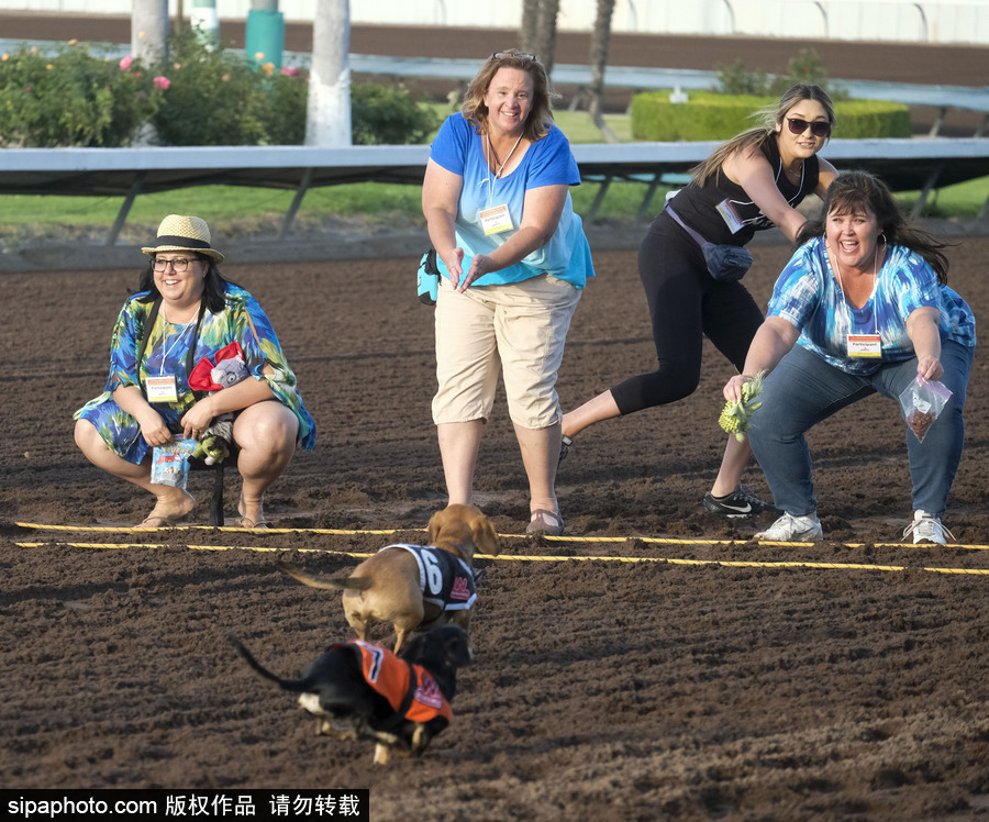 另類速度與激情！第23屆美國年度賽狗大會開幕
