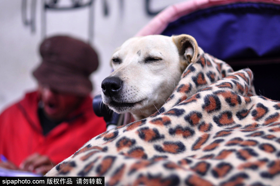 活的不如狗系列 圣保羅街頭寵物躺嬰兒車(chē)還蓋著小毯子