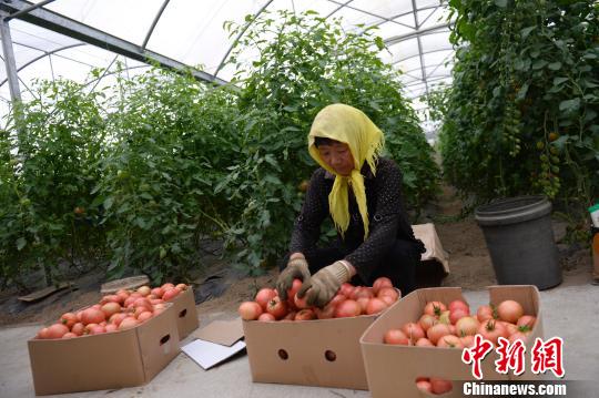 中國第七大沙漠治理沙化 沙漠種植創收