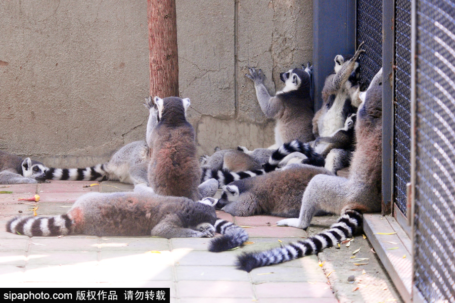 北京動物園開啟防暑模式 小動物們應對高溫有“奇招”