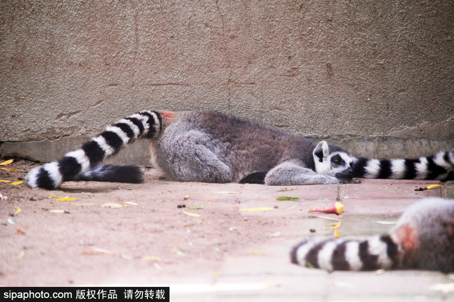 北京動物園開啟防暑模式 小動物們應對高溫有“奇招”
