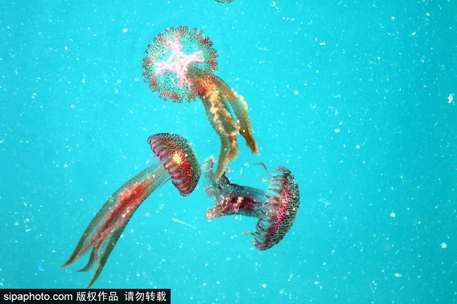 美麗的“藍色災害”！西班牙馬拉加海灘出現新水母