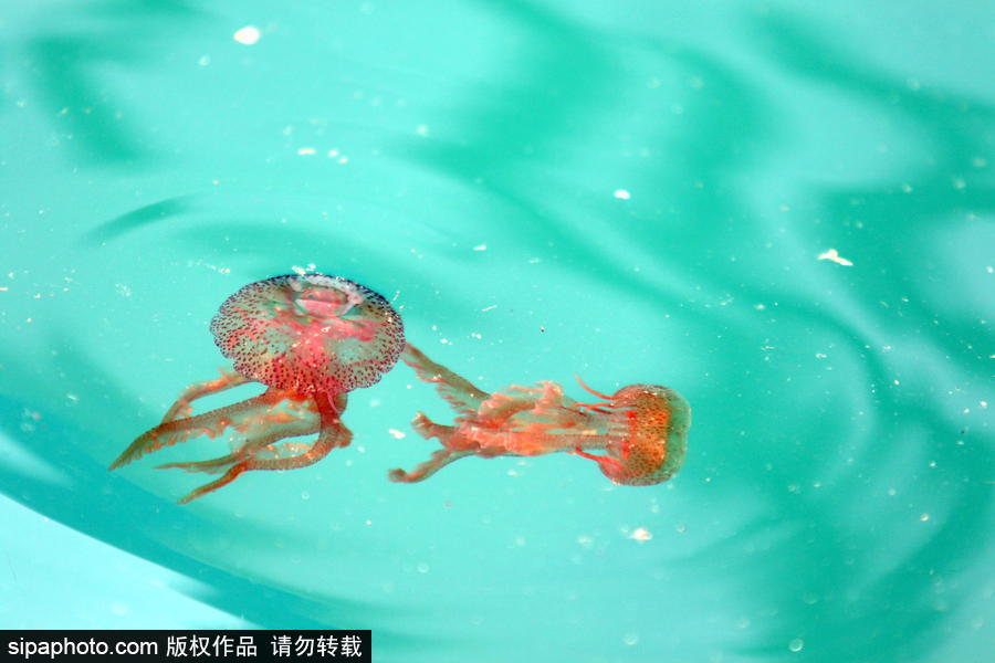 美麗的“藍色災害”！西班牙馬拉加海灘出現(xiàn)新水母