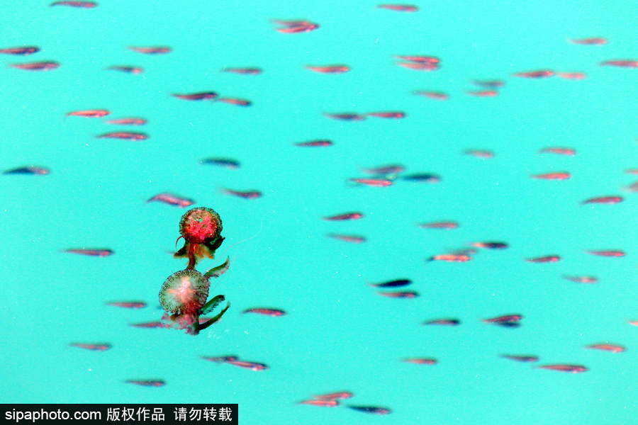 美麗的“藍色災害”！西班牙馬拉加海灘出現新水母