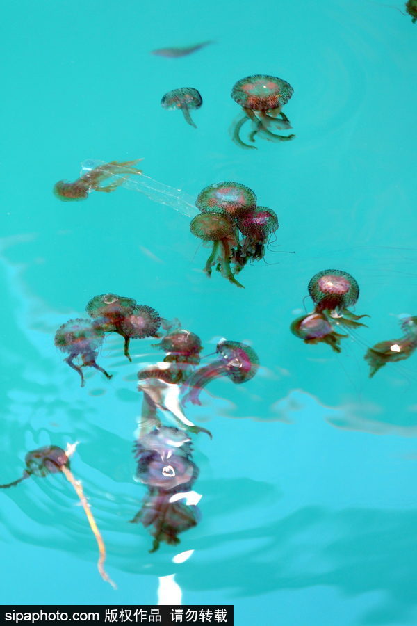 美麗的“藍色災害”！西班牙馬拉加海灘出現(xiàn)新水母