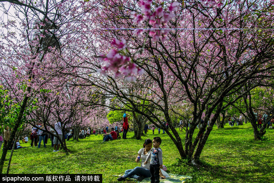 南半球的櫻花季終于到啦！巴西圣保羅櫻花盛開(kāi)吸引大批游客觀賞