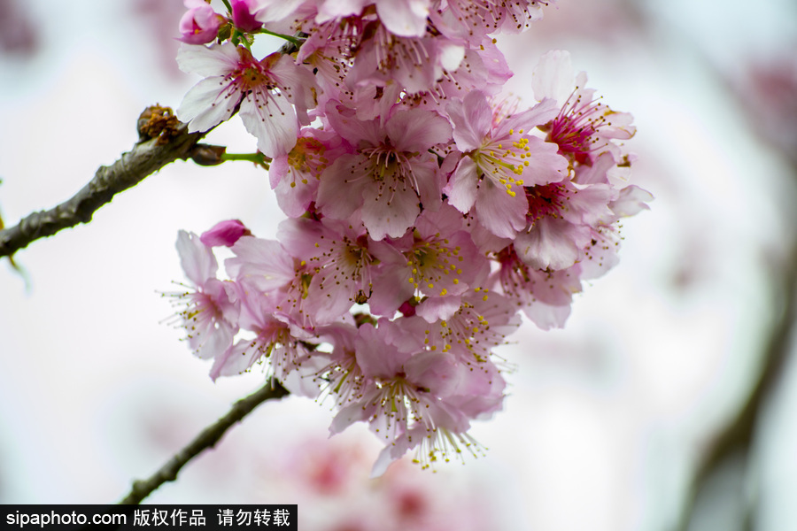 南半球的櫻花季終于到啦！巴西圣保羅櫻花盛開(kāi)吸引大批游客觀賞