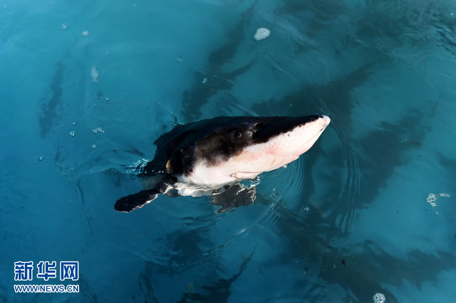 萌翻了！長江沿線的珍稀動物你知道幾個？