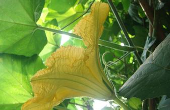 七夕，那些你不知道的節日傳統