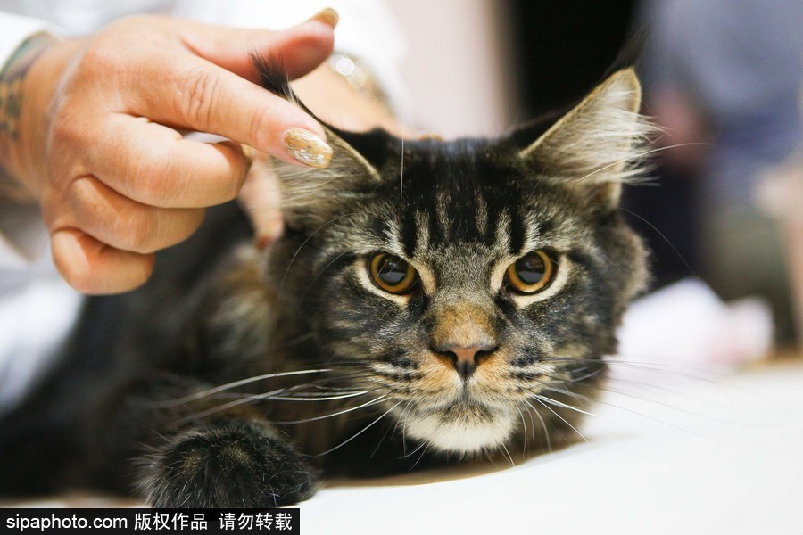 巴西圣保羅：貓咪比美大賽開始啦！各式貓咪軟萌亮相