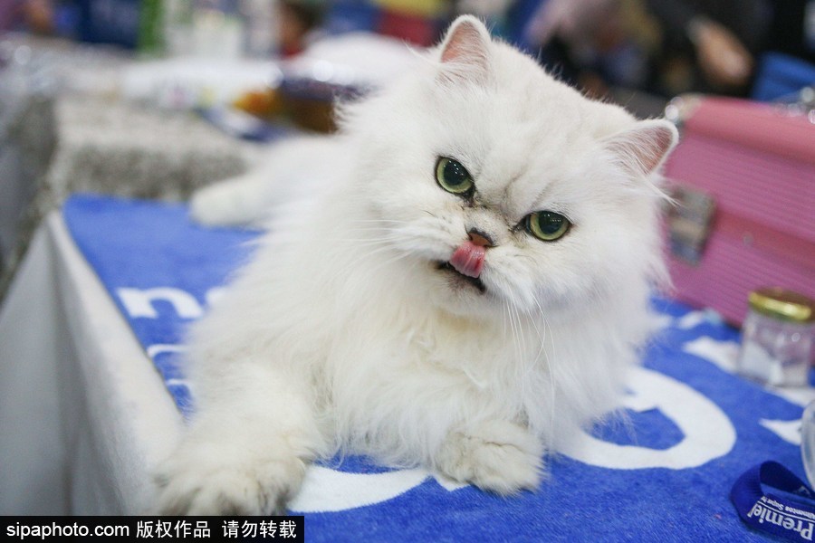 巴西圣保羅：貓咪比美大賽開(kāi)始啦！各式貓咪軟萌亮相