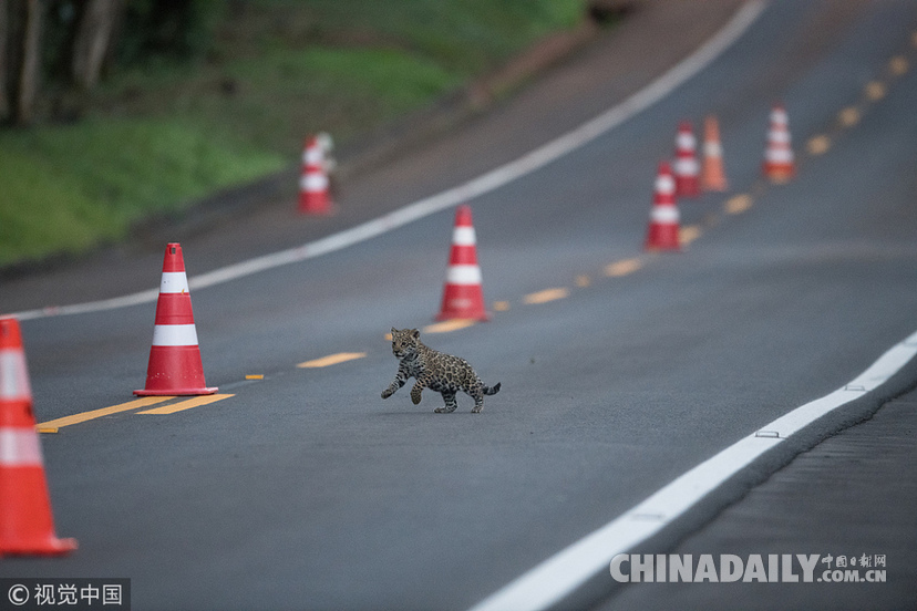 巴西：美洲豹一家過(guò)馬路被抓拍 當(dāng)?shù)貎H余200頭