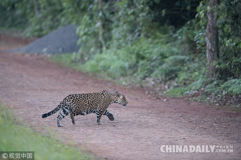 巴西：美洲豹一家過馬路被抓拍 當?shù)貎H余200頭