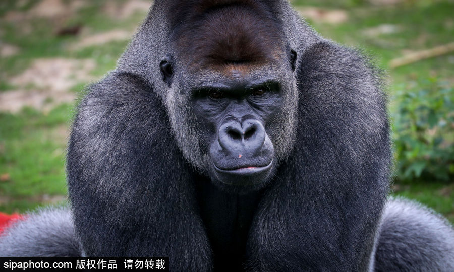 比利時布魯塞爾：爭萌逗趣狀況頻出！珍稀動物生態百相