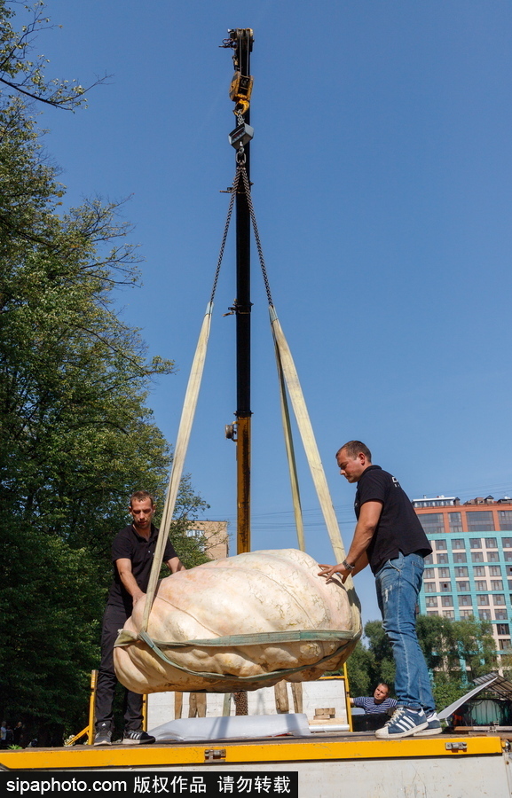 俄羅斯最大的南瓜亮相莫斯科國立大學(xué)植物園 重達(dá)645.5公斤