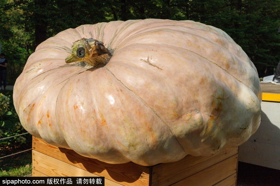 俄羅斯最大的南瓜亮相莫斯科國(guó)立大學(xué)植物園 重達(dá)645.5公斤