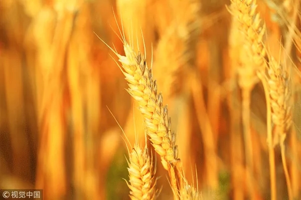 秋天好干燥，怎么吃才好？這份養生攻略請收好