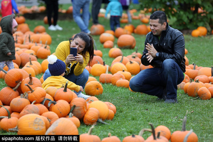 加拿大安大略省：男女老少齊出動！數百人參加南瓜節(jié)慶祝活動