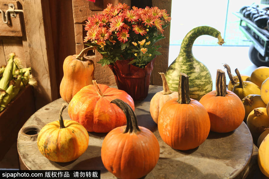 加拿大安大略?。耗信仙冽R出動！數百人參加南瓜節慶祝活動