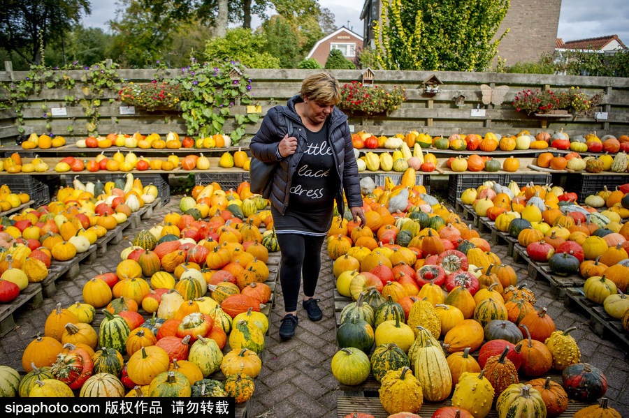 荷蘭海爾許霍瓦德：秋天是南瓜的季節！市場各色南瓜讓人眼花繚亂