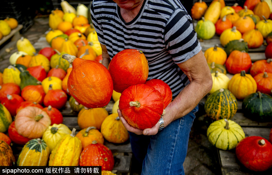 荷蘭海爾許霍瓦德：秋天是南瓜的季節(jié)！市場各色南瓜讓人眼花繚亂