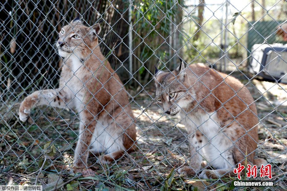 颶風(fēng)“邁克爾”摧毀美國動物保護中心 “大貓”們險出逃