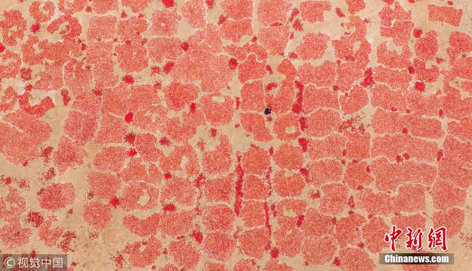 航拍戈壁灘上辣椒晾曬場(chǎng) 場(chǎng)面壯觀