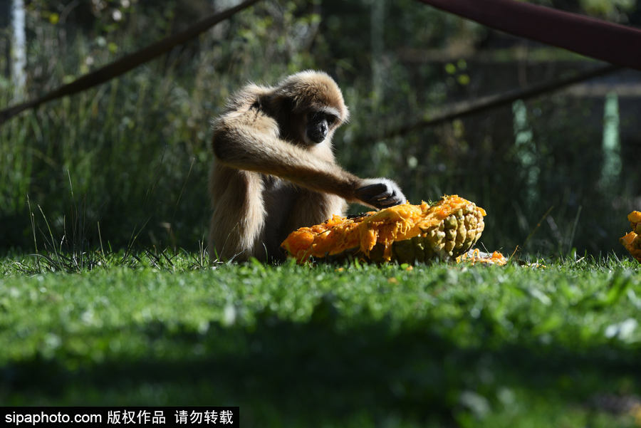 西班牙：馬德里動物園為萬圣節做準備 婆羅洲猩猩寶寶享用南瓜早餐調皮可愛
