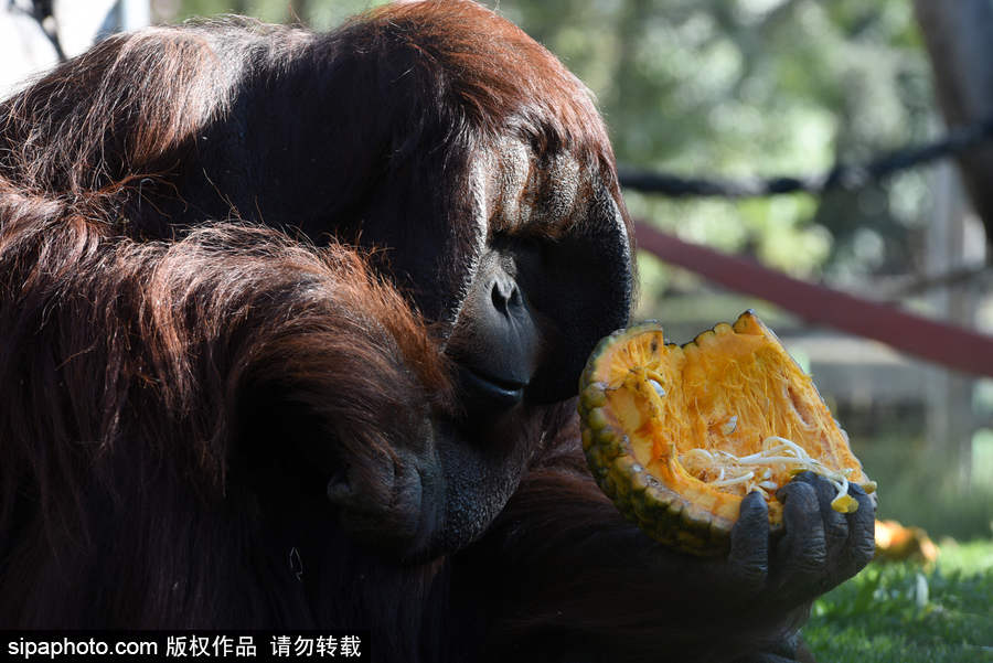 西班牙：馬德里動物園為萬圣節做準備 婆羅洲猩猩寶寶享用南瓜早餐調皮可愛